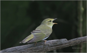 <p>BUDNÍČEK LESNÍ (Phylloscopus sibilatrix) okolí Rumburku /Wood warbler - Waldlaubsänger/</p>